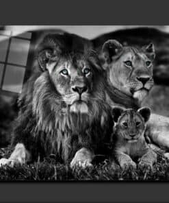 Lion Family