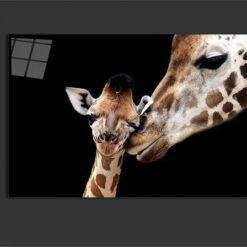 Giraffe love