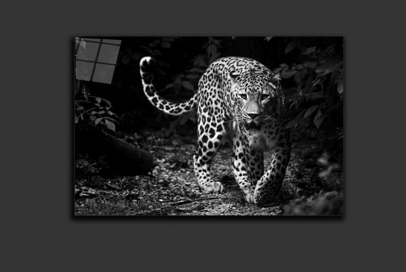 jaguar 2.0 - Image 2