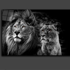 Lion couple love