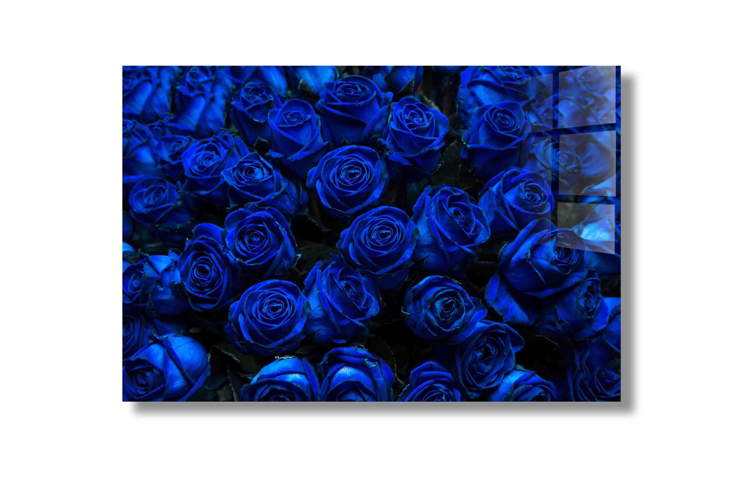 Blue roses